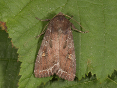 Bright-line Brown-eye (Lacanobia oleracea)