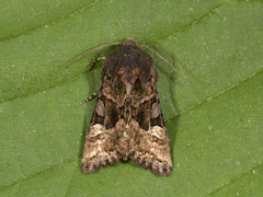 Lyktebærerfly (Euplexia lucipara)