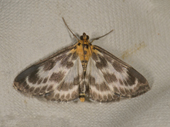 Small Magpie (Anania hortulata)