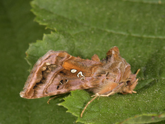 Rødbrunt metallfly (Autographa jota)