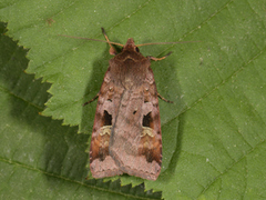 Purple Clay (Diarsia brunnea)