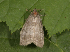 Common Lutestring (Ochropacha duplaris)