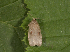 Agonopterix ocellana