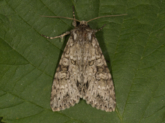 Grått hakefly (Polia nebulosa)