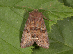 Broom Moth (Ceramica pisi)