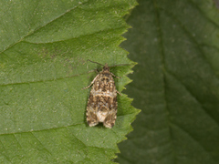 Common Marble (Celypha lacunana)