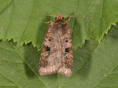 Rødfrynset teglfly (Diarsia brunnea)