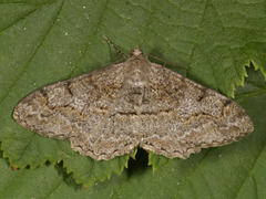 Mottled Beauty (Alcis repandata)