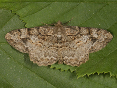 Mottled Beauty (Alcis repandata)