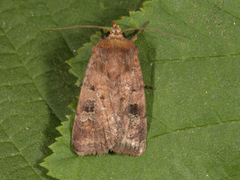 Small Square-spot (Diarsia rubi)