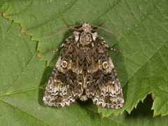 The Coronet (Craniophora ligustri)