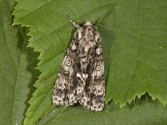 Knot Grass (Acronicta rumicis)