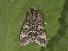 Ospekveldfly (Acronicta megacephala)