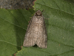Common Lutestring (Ochropacha duplaris)