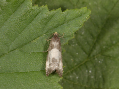 Hagerosevikler (Notocelia cynosbatella)