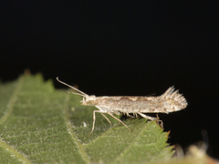 Diamond-back Moth (Plutella xylostella)