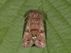 Broom Moth (Ceramica pisi)