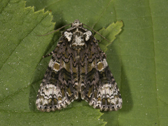 The Coronet (Craniophora ligustri)