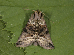 Grått neslefly (Abrostola tripartita)