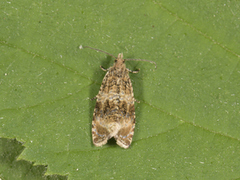Common Marble (Celypha lacunana)