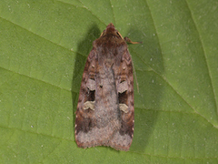 Purple Clay (Diarsia brunnea)
