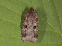 Rødfrynset teglfly (Diarsia brunnea)