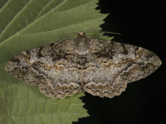 Skogbarkmåler (Alcis repandata)