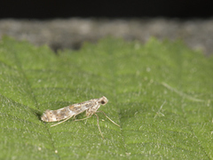 Syrinminérmøll (Gracillaria syringella)