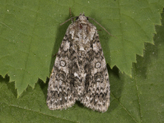 Knot Grass (Acronicta rumicis)