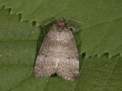 Common Lutestring (Ochropacha duplaris)