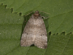 Punkthalvspinner (Ochropacha duplaris)