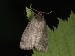 Punkthalvspinner (Ochropacha duplaris)