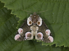 Flekkhalvspinner (Thyatira batis)