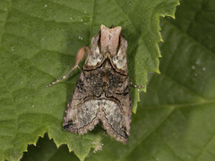 The Spectacle (Abrostola tripartita)