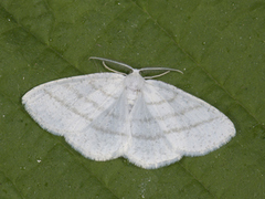 Common White Wave (Cabera pusaria)
