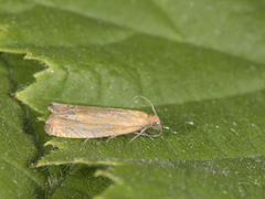 Red Piercer (Lathronympha strigana)