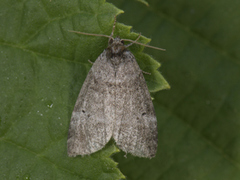 Punkthalvspinner (Ochropacha duplaris)