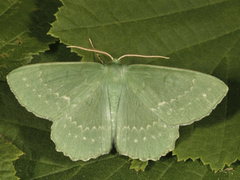 Large Emerald (Geometra papilionaria)