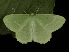 Kjempebladmåler (Geometra papilionaria)