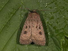 Double Dart (Graphiphora augur)