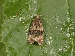 Common Marble (Celypha lacunana)