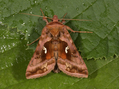 Rødbrunt metallfly (Autographa jota)