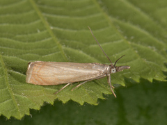 Garden Grass-veneer (Chrysoteuchia culmella)