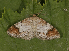 Almemåler (Venusia blomeri)