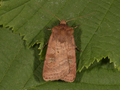 Small Square-spot (Diarsia rubi)