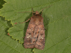 Small Square-spot (Diarsia rubi)