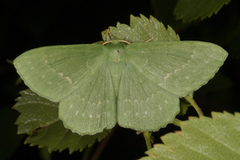 Large Emerald (Geometra papilionaria)