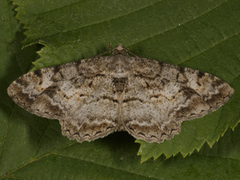 Mottled Beauty (Alcis repandata)