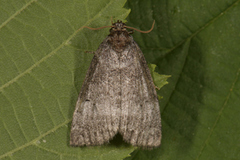 Punkthalvspinner (Ochropacha duplaris)