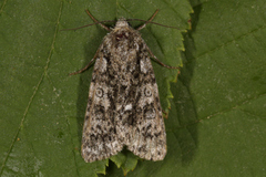 Syrekveldfly (Acronicta rumicis)